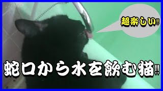 【猫動画】風呂の蛇口で水を飲む猫!!~Cat drinking water at the faucet in the bath~