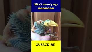 একটি পাখি কিভাবে বেড়ে ওঠে দেখে নিন 🦜 HOW A BIRDS GROW UP #shorts #viral #ytshorts #facts