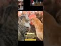 Kucing Vs Ayam #kucing #kucinglucu #ayam #shorts #feed #shortsfeed #shortsvideo #video #viralshorts