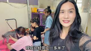 三个女儿带着狗狗去修毛，流浪狗瞬间变身颜值狗，简直像换了一只