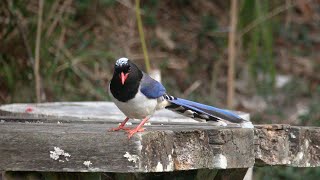 紅嘴藍鵲/Red-billed blue magpie