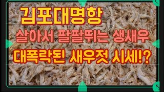 팔딱팔딱뛰는생새우  오늘의정확한시세