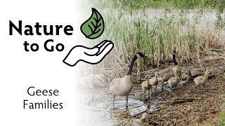 Nature to Go | Geese Families