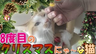 8度目のクリスマスにゃ～な猫～Cat celebrating Christmas for the Eighth Time