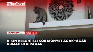 Bikin Heboh! Seekor Monyet Acak-acak Rumah di Ciracas