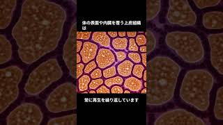 【雑学】【人間の身体の雑学】組織に関する意外な事実とは？驚きの真実を解説 #人体 #組織 #細胞 #解剖学 #医学