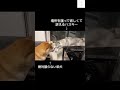 場所を譲らない柴犬 vs 訴えるハスキー！この対決の結末は！？😂　 ハスキー　 柴犬　 おもしろ 犬のいる生活 shorts