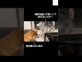 場所を譲らない柴犬 vs 訴えるハスキー！この対決の結末は！？😂　 ハスキー　 柴犬　 おもしろ 犬のいる生活 shorts