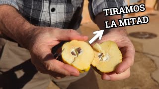 QUINCE: Tree and fruits