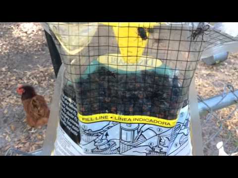 Disgusting maggots, fly catching bag rescue fly trap bug pest control DIY Disgusting maggots, fly catching bag rescue fly trap bug pest control DIY