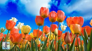 Spring Flowers 🌼 Beautiful Nature Scenery & Relaxing Music