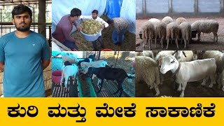 ಕುರಿ ಮತ್ತು ಮೇಕೆ ಸಾಕಾಣಿಕೆ ಒಂದು ಸಮುದ್ರ ಇದ್ದಂಗೆ, ಅದರಲ್ಲಿ ಕಲಿಯುವುದು ಸಾಕಷ್ಟಿದೆ | ನಮ್ಮ ರೈತ ಟಿವಿ