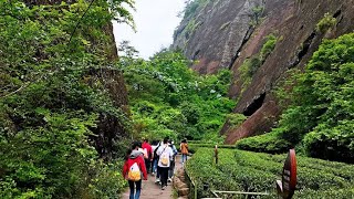 探寻武夷岩茶的由来 和大红袍母树的历史 品大红袍茶叶蛋 膨胀了