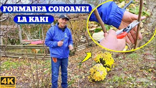 Formarea Coroanei la Kaki în Primii Ani de la Plantare!