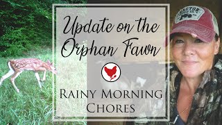 RAINY MORNING CHORES AND AN UPDATE ON THE ORPHAN FAWN | VLOG