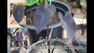 Colocasia Black Magic | วิธีปลูก | วิธีแยก | บอนแบลคเมจิก 🪴