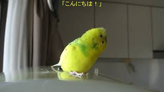 大掃除の合間にお喋りで和ませてくれるセキセイインコ、チャッピー　Chappie the budgie soothes me by chatting while I'm cleaning up