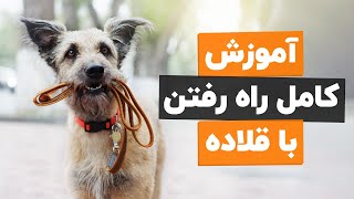 به سگت یاد بده باهات درست راه بیاد🚶🏻🐕 (آموزش راه رفتن با قلاده با سگ)