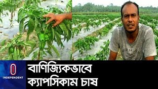 ক্যাপসিকাম বিক্রি করে আয় প্রায় তিন লাখ টাকা... II Meherpur Capsicum