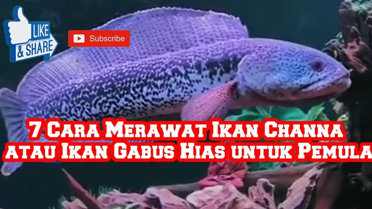 CARA MERAWAT IKAN CHANNA UNTUK PEMULA 🐠🐋🐟#ikanchanna #channa - YouTube