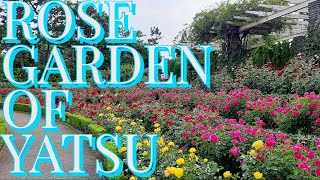 ROSE GARDEN OF YATSU NARASHINO CITY、JAPAN谷津バラ園習志野市千葉県日本 ‐