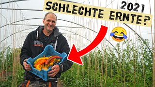 Probleme im Gemüsegarten 2021 - Tomaten, Paprika und Kürbisse ernten, Gartenrundgang Gartenoase