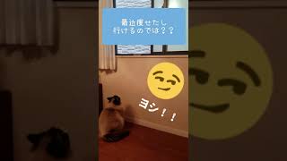 【ラグドール】ぽっちゃり猫ちゃんの挑戦【#shorts】