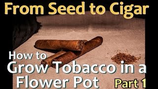 How to Grow Tobacco in a Flower Pot. From Seed to Cigar - Part1 Starting the Seeds