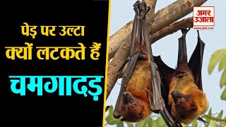 Bat Facts। जानिए कारण कि आखिर पेड़ पर उल्टा क्यों लटकते हैं चमगादड़