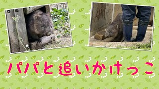 【wombat】パパと追いかけっこ☆(Chasing daddy)