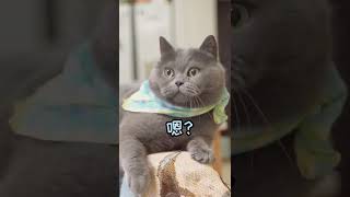 A song for friends only! #kitty #cute #catsinging