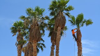 STIHL 200T/ 5 OVERGROWN PALM TREES