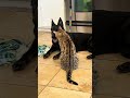 Bengal cat is loving on a German Shepherd puppy, but the puppy just wants to play!