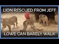 Lion Rescued From Jeff Lowe Can Barely Walk