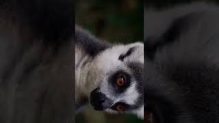 Wow Lemurs Eating Food||లెమర్స్||Different||monkey||భిన్నమైన కోతి||Animal #amazing #shot #video😱😁👍👌🦦