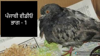 ਕਬੂਤਰ ਦੀ ਪਾਣੀ ਵਾਲੀ ਬਿੱਠ ਕਾਰਣ ਸੋਕੇ ਦਾ ਇਲਾਜ || Kabootar Medicine || Pigeon Medicine || ਵੀਡੀਓ ਜਰੂਰ ਦੇਖੋ