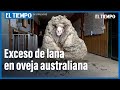 Impresionante exceso de lana de una oveja australiana