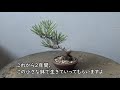 春嘉の盆栽工房　 42　実生から10年、マメ黒松　replanting the mame bonsai of kuromatsu 【盆栽】【マメ盆栽】【植え替え】【黒松】【bonsai】【repot】