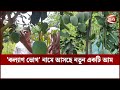 চাঁপাইনবাবগঞ্জে চাষ হচ্ছে নতুন নাবী জাতের আম | Chapai Mango | Chapai New Mango