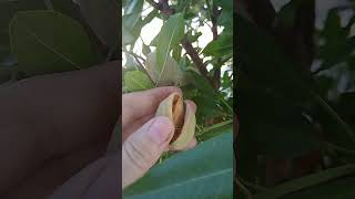 First ripened almonds!