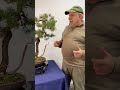 iconic canadian pine bonsai