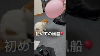 イコラブちゃん7周年の風船🎈ブイちゃんにお土産　#スコティッシュフォールド #cat #猫のいる暮らし #猫 #子ネコ #kitten