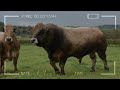 ⭕ cattle breeds aubrac history ✅ every breed in the world aubrac biggest bulls