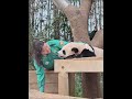 胜熙阿姨的温柔 에버랜드 愛寶樂園 fubao everland 大熊貓 강바오 giantpanda