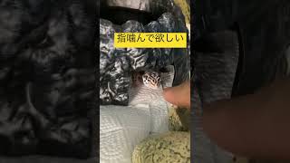 思わせぶりな態度をとるレオパ #かわいい #ペット動画 #レオパ #レオパードゲッコー #動物 #可愛い #shorts #爬虫類　#爬虫類飼育 #指