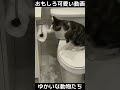 おもしろ可愛い猫と犬　ゆかいな動物たち　funny u0026 cute cats dogs and animals　 shorts