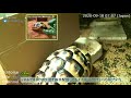 リクガメのライブ配信 癒しののんびり空間 tortoise live camera chill time