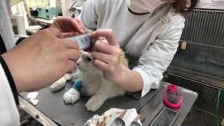 ⑦ノルウェージャンフォレストキャットのこねちゃんの飼主さんによる治療、栄養補助