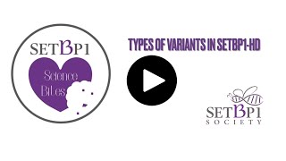 Variants in SETBP1 haploinsufficiency disorder (SETBP1-HD)