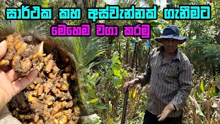 සාර්ථක කහ වගාවකට අවශ්‍ය මූලික දැනුම / turmeric cultivation / කහ වගාව / kaha wagawa / ගෙවතු වගාව